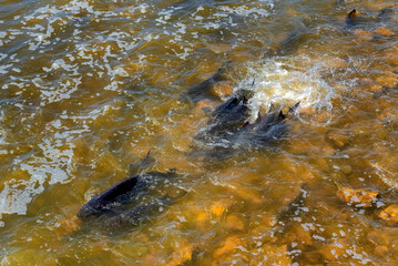 Lake Sturgeon Spawning At The Fox River Dam And Rapids At De Pere, Wisconsin, In Spring