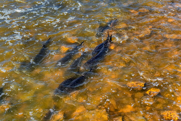 Lake Sturgeon Spawning At The Fox River Dam And Rapids At De Pere, Wisconsin, In Spring