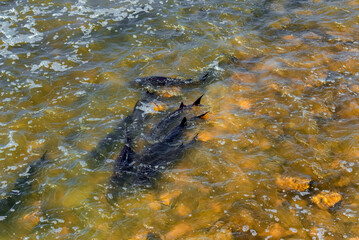 Lake Sturgeon Spawning At The Fox River Dam And Rapids At De Pere, Wisconsin, In Spring