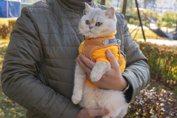 Furry cat in orange sweater held outdoors