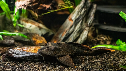 Aquarium Südamerika Wabenschilderwels