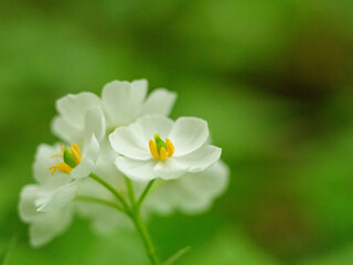 上高地に咲くサンカヨウの花