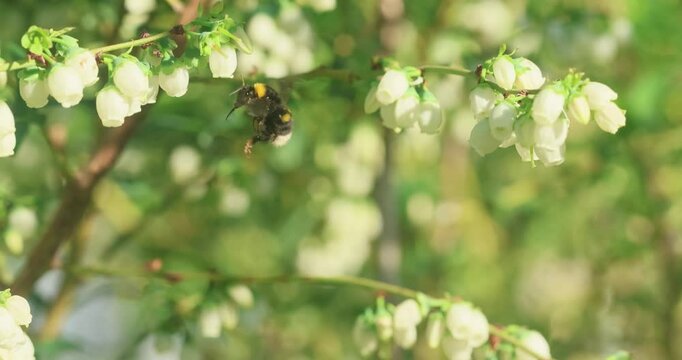 insects pollinate blueberries in  spring