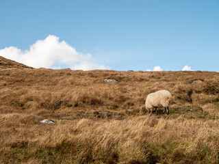 Fototapeta premium Wool sheep grazing grass on a slope of a hill, warm blue sky. Farming and agriculture. Mother and baby sheep on a sunny day.