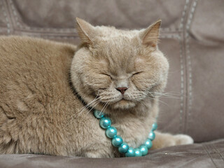 Glamor portrait of a brown British short hair cat sleeping on brown suede chair. Chick model wears...