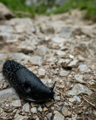 Black slug crawling on rocky pathway