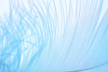 bird feather close-up, natural down texture