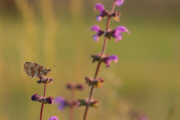 una farfalla melitaea su un fiore