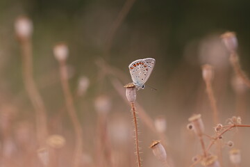 una farfalla licenide al tramonto