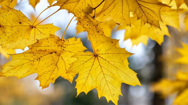 Autumn Gold: A close-up view unveils vibrant yellow maple leaves in their full, autumnal splendor, illuminating the scene with the rich colors of the season.