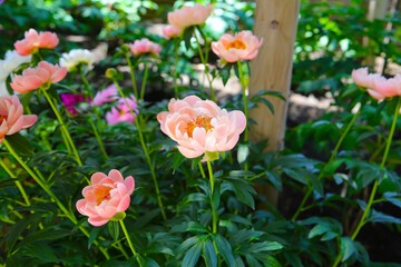 Beautiful flower of paeonia plant