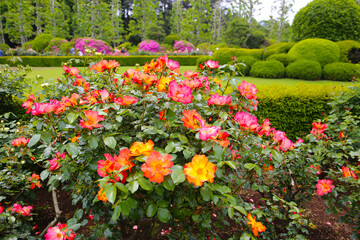 Beautiful roses in full bloom at the Japan Rose Garden.