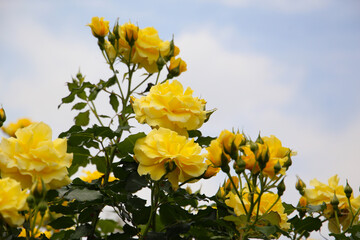 Beautiful yellow roses in full bloom at the Japanese Rose Garden.