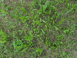 common chicory plants