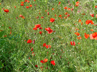 field of red poppies background