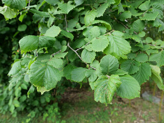 hazel tree leaves