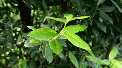 laurel bay tree leaves