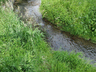 creek rivulet in wilderness background