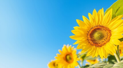 Obraz premium Bright yellow sunflowers against clear blue sky background. Summer flower and nature concept for seasonal advertising. Image for banner, poster, wallpaper, greeting card with copy space