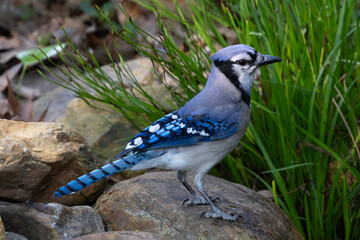 Profile of Blue Jay on rocks