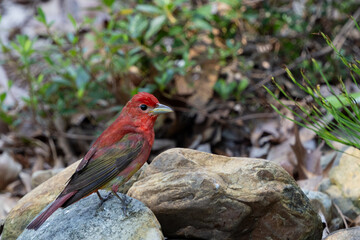 Summer tanager on rocks