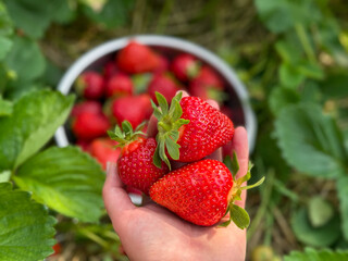 Freshly picked strawberries held in a hand against a lush green background. Close-up of vibrant red...