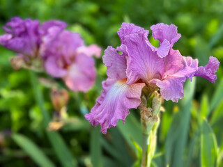 Pink iris flower in full bloom close up. Vibrant, ruffled iris petals against a natural green...