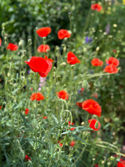 Fototapeta premium red poppy flowers field