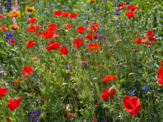 Fototapeta premium Field of blooming red poppies and wildflowers on a sunny summer day. Vibrant natural meadow with colorful flora.