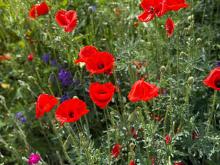 Field of blooming red poppies and wildflowers on a sunny summer day. Vibrant natural meadow with colorful flora.