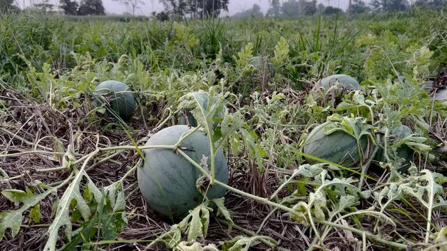 Watermelon Field with Green, and Growth.