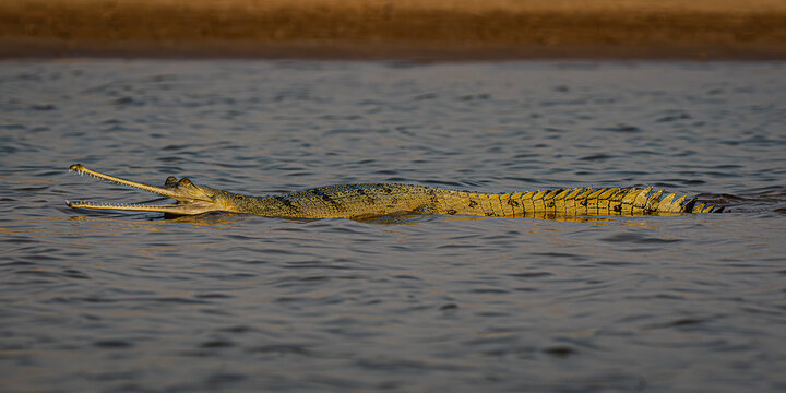 Gharial (juvenile) on the banks of the Chambal River