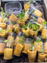 Hydroponic seedling baskets prepared for planting in a controlled environment