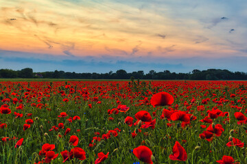 Mohn Ecology Beautiful Summer Day Red Poppy Field Flowers Poppies Blossom Wildflower Wild	