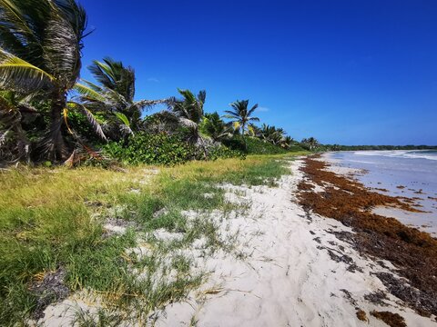 Les sargasses aux Antilles