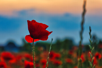 Mohn Ecology Beautiful Summer Day Red Poppy Field Flowers Poppies Blossom Wildflower Wild	