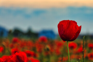 Mohn Ecology Beautiful Summer Day Red Poppy Field Flowers Poppies Blossom Wildflower Wild	