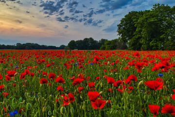 Mohn Ecology Beautiful Summer Day Red Poppy Field Flowers Poppies Blossom Wildflower Wild	