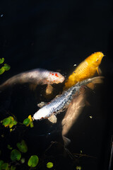 Japanese vibrantly colored carp swim