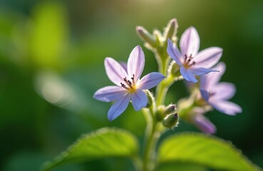 Close-up photo of delicate pale purple lemon balm flowers blooming. Focus on floral details, soft petals. Green blurry background of garden leaves. Plants, herbal medicine, aromatherapy concept.
