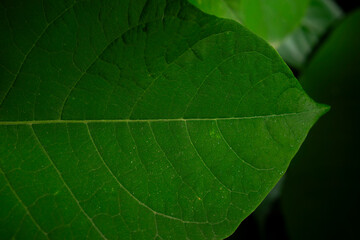 close up of green leaf