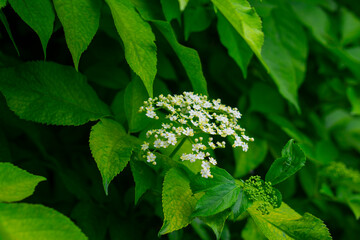 close up of a white lilac