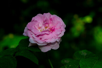 pink rose in garden