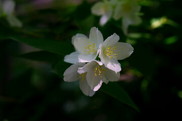 Fototapeta premium white flowers of a cherry