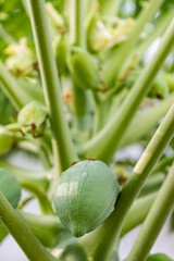 Close-up shot from below of a papaya tree showing small papayas in the process of ripening.
