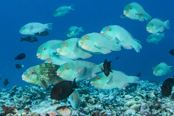 Obraz premium Parrotfish, French Polynesia
