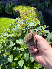 Recently born baby rabbit, gently held in hand, was recused from prowling cat and released back to a safe place