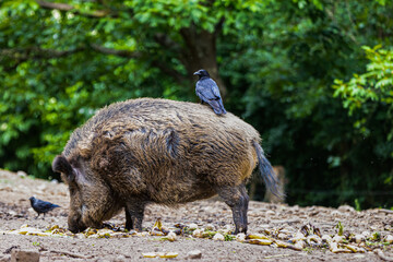 The raven sits calmly on the boar's back.