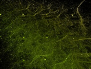 Imaginatory fractal abstract background Image