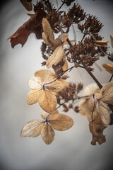 Delicate Dried Hydrangea Flowers On a Tree
